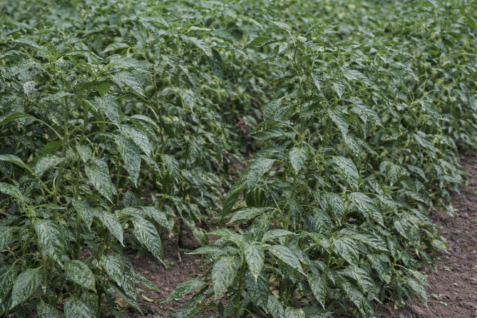 Cultivo antes de usar Orgamuse